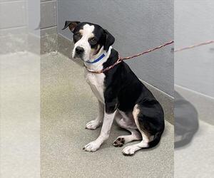 Mutt Dogs for adoption in Las Vegas, NV, USA