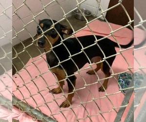 Miniature Pinscher Dogs for adoption in Kewanee, IL, USA