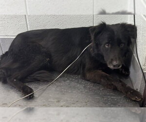 Border Collie Dogs for adoption in Corpus Christi, TX, USA