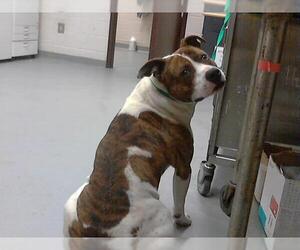 American Pit Bull Terrier Dogs for adoption in Fayetteville, NC, USA