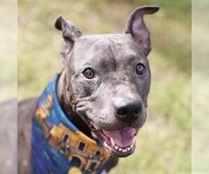 American Staffordshire Terrier-Unknown Mix Dogs for adoption in San Antonio, TX, USA