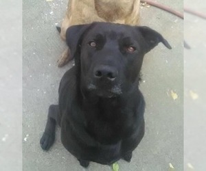 Labrador Retriever-Unknown Mix Dogs for adoption in Battle Ground, WA, USA