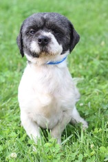 Shih Tzu Dogs for adoption in Hollywood, MD, USA