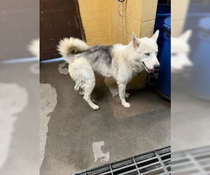 Siberian Husky Dogs for adoption in Stockton, CA, USA