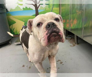American Bulldog-Unknown Mix Dogs for adoption in Waco, TX, USA
