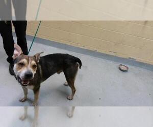 German Shepherd Dog-Unknown Mix Dogs for adoption in Tulsa, OK, USA