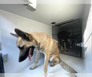 German Shepherd Dog Dogs for adoption in Houston, TX, USA