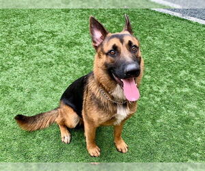 German Shepherd Dog-Unknown Mix Dogs for adoption in Moreno Valley, CA, USA