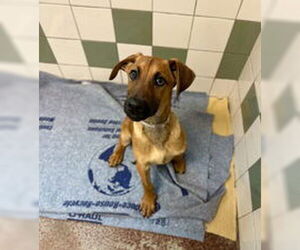 Doberman Pinscher Dogs for adoption in Salinas, CA, USA
