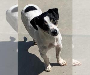 Jack Russell Terrier Dogs for adoption in Apple Valley, CA, USA