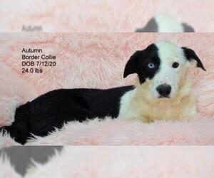 Border Collie Dogs for adoption in Bon Carbo, CO, USA