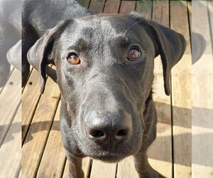 Great Dane-Labrador Retriever Mix Dogs for adoption in Boston, MA, USA