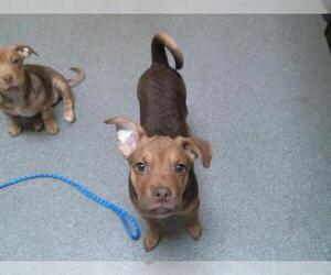 American Pit Bull Terrier-Unknown Mix Dogs for adoption in Denver, CO, USA