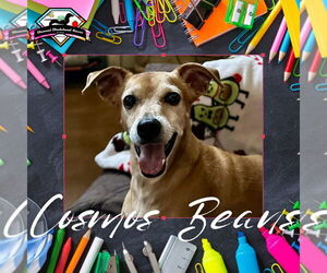 Chiweenie Dogs for adoption in San Antonio, TX, USA