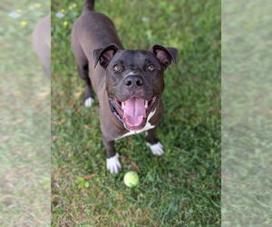 American Pit Bull Terrier Dogs for adoption in Bryant, AR, USA