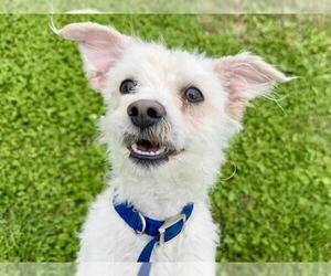 Poodle (Miniature)-Unknown Mix Dogs for adoption in Pueblo, CO, USA