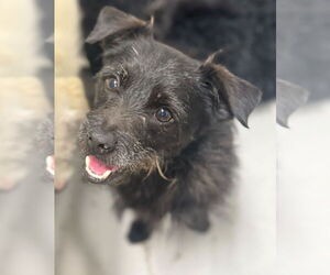 Mutt Dogs for adoption in Studio City, CA, USA