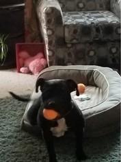 Staffordshire Bull Terrier Dogs for adoption in Denver, CO, USA