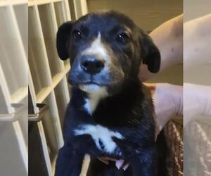 Labrador Retriever-Unknown Mix Dogs for adoption in San Antonio, TX, USA