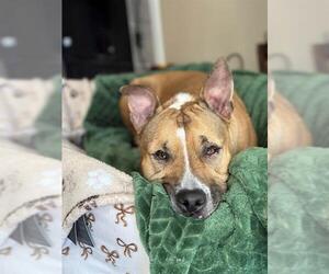 American Pit Bull Terrier Dogs for adoption in Charlotte, NC, USA
