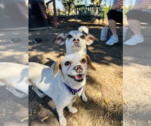 Rat Terrier-Unknown Mix Dogs for adoption in Seal Beach, CA, USA