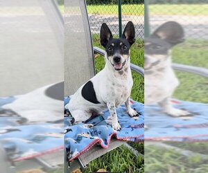 - Mix Dogs for adoption in Weston, FL, USA