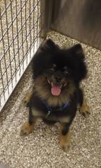 Pomeranian Dogs for adoption in Middletown, MD, USA