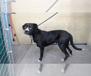 Mutt Dogs for adoption in Downey, CA, USA