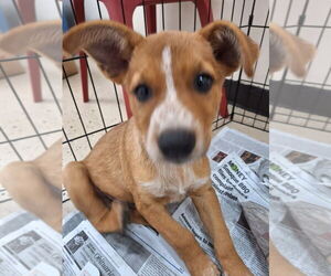 Mutt Dogs for adoption in Mundelein, IL, USA