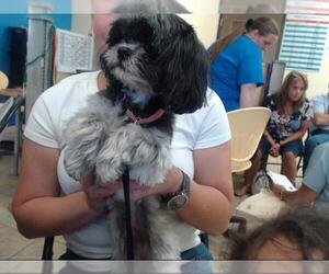 Shih Tzu Dogs for adoption in Houston, TX, USA