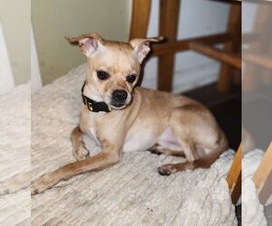 Chihuahua Dogs for adoption in New Orleans, LA, USA
