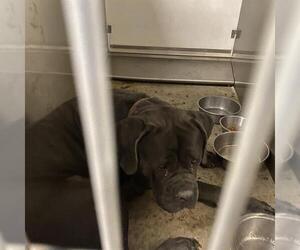 Mutt Dogs for adoption in Modesto, CA, USA