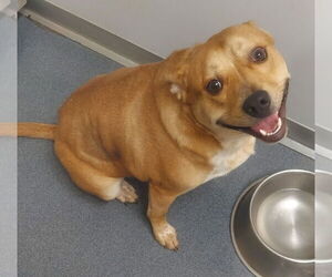 Labrador Retriever-Unknown Mix Dogs for adoption in Glen Allen, VA, USA