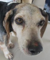 Beagle Dogs for adoption in Johnson City, TN, USA