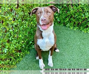 American Bulldog Dogs for adoption in West Palm Beach, FL, USA