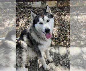 Huskies -Unknown Mix Dogs for adoption in San Antonio, TX, USA