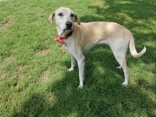 Greyhound-Labrador Retriever Mix Dogs for adoption in Fort Worth, TX, USA