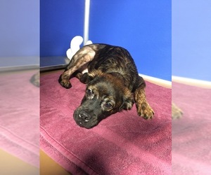 Boxweiler Dogs for adoption in Pierceton , IN, USA