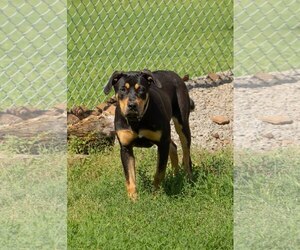 Labrottie Dogs for adoption in Chouteau, OK, USA