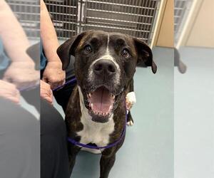 Boxer-Unknown Mix Dogs for adoption in London, Ontario, Canada