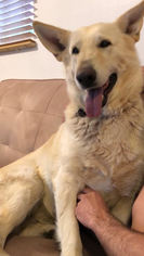 Medium Photo #1 German Shepherd Dog-Unknown Mix Puppy For Sale in Aurora, CO, USA