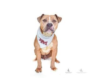 Mastiff-Unknown Mix Dogs for adoption in Forestville, MD, USA