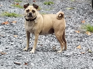 Chug Dogs for adoption in Harrisburg, PA, USA