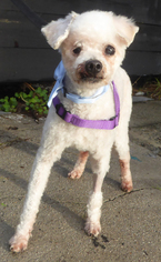 Poodle (Toy) Dogs for adoption in Seattle, WA, USA