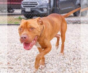 American Pit Bull Terrier-Unknown Mix Dogs for adoption in Waco, TX, USA