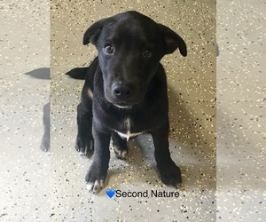 Labmaraner Dogs for adoption in Newark, DE, USA