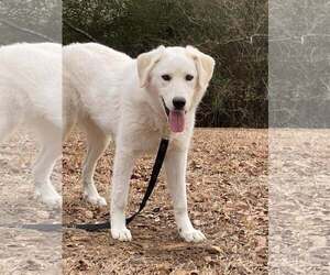 Golden Pyrenees Dogs for adoption in Attalka, AL, USA