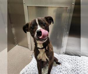 Boxer-Unknown Mix Dogs for adoption in Denver, CO, USA