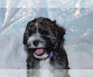 Lhasa-Poo Dogs for adoption in Wakefield, RI, USA