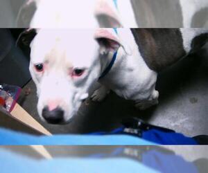 Mutt Dogs for adoption in Tulsa, OK, USA